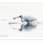 Spatule blanche - (Platalea leucorodia - Eurasian Spoonbill)