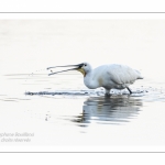 Spatule blanche - (Platalea leucorodia - Eurasian Spoonbill)