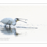 Spatule blanche - (Platalea leucorodia - Eurasian Spoonbill)