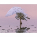 Grande Aigrette (Ardea alba - Great Egret)