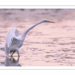 Grande Aigrette (Ardea alba - Great Egret)