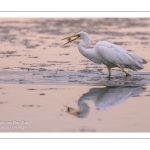 Grande Aigrette (Ardea alba - Great Egret)