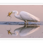 Grande Aigrette (Ardea alba - Great Egret)