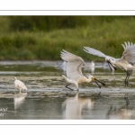 Spatule blanche (Platalea leucorodia - Eurasian Spoonbill)