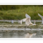 Spatule blanche (Platalea leucorodia - Eurasian Spoonbill)