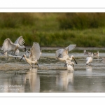 Spatule blanche (Platalea leucorodia - Eurasian Spoonbill)