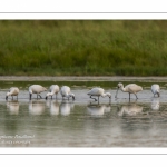 Spatule blanche (Platalea leucorodia - Eurasian Spoonbill)