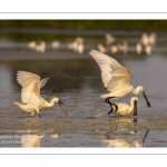 Spatule blanche (Platalea leucorodia - Eurasian Spoonbill)