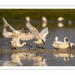 Spatule blanche (Platalea leucorodia - Eurasian Spoonbill)