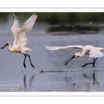 Spatule blanche (Platalea leucorodia - Eurasian Spoonbill)