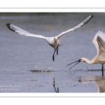 Spatule blanche (Platalea leucorodia - Eurasian Spoonbill)