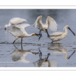 Spatule blanche (Platalea leucorodia - Eurasian Spoonbill)