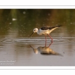 Échasse blanche (Himantopus himantopus - Black-winged Stilt)