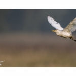 Héron garde-boeufs (Bubulcus ibis - Western Cattle Egret)