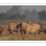 Héron garde-boeufs (Bubulcus ibis - Western Cattle Egret)