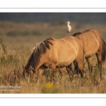 Héron garde-boeufs (Bubulcus ibis - Western Cattle Egret)