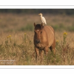 Héron garde-boeufs (Bubulcus ibis - Western Cattle Egret)