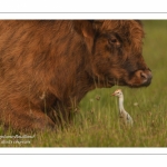 Héron garde-boeufs (Bubulcus ibis - Western Cattle Egret)