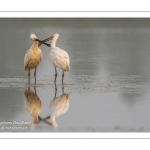 Spatule blanche (Platalea leucorodia - Eurasian Spoonbill) en train de se nettoyer mutuellement - Grooming