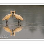 Spatule blanche (Platalea leucorodia - Eurasian Spoonbill) en train de se nettoyer mutuellement - Grooming