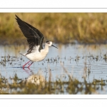 Échasse blanche (Himantopus himantopus - Black-winged Stilt)