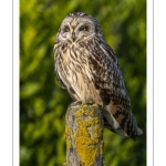 Hibou des marais (Asio flammeus - Short-eared Owl)