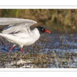 Mouette mélanocéphale (Ichthyaetus melanocephalus - Mediterranean Gull)