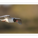 Mouette mélanocéphale (Ichthyaetus melanocephalus - Mediterranean Gull)