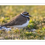 Petit Gravelot (Pluvier petit-gravelot, Charadrius dubius - Little Ringed Plover)