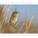 Phragmite des joncs (Acrocephalus schoenobaenus - Sedge Warbler)