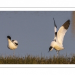 Avocette élégante (Recurvirostra avosetta - Pied Avocet)