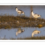 Avocette élégante (Recurvirostra avosetta - Pied Avocet)