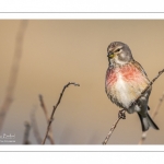 Linotte mélodieuse (Linaria cannabina - Common Linnet)