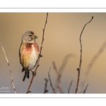 Linotte mélodieuse (Linaria cannabina - Common Linnet)