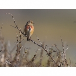 Linotte mélodieuse (Linaria cannabina - Common Linnet)