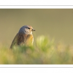 Linotte mélodieuse (Linaria cannabina - Common Linnet)