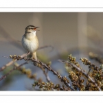 Phragmite des joncs (Acrocephalus schoenobaenus - Sedge Warbler)