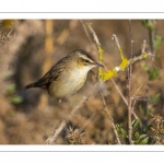 Phragmite des joncs (Acrocephalus schoenobaenus - Sedge Warbler)