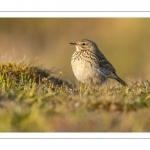 Pipit farlouse (Anthus pratensis - Meadow Pipit)