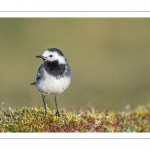 Bergeronnette grise (Motacilla alba - White Wagtail)