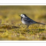 Bergeronnette grise (Motacilla alba - White Wagtail)