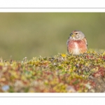 Linotte mélodieuse (Linaria cannabina - Common Linnet)