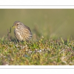 Linotte mélodieuse (Linaria cannabina - Common Linnet)