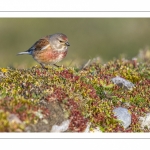 Linotte mélodieuse (Linaria cannabina - Common Linnet)