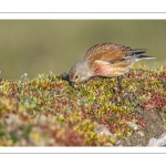 Linotte mélodieuse (Linaria cannabina - Common Linnet)