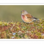 Linotte mélodieuse (Linaria cannabina - Common Linnet)
