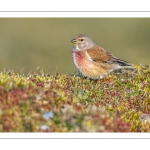 Linotte mélodieuse (Linaria cannabina - Common Linnet)