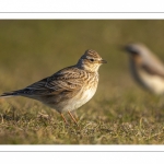 Pipit farlouse (Anthus pratensis - Meadow Pipit)