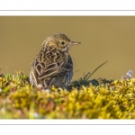 Pipit farlouse (Anthus pratensis - Meadow Pipit)