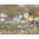 Rougequeue à front blanc (Phoenicurus phoenicurus - Common Redstart)